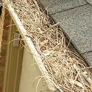 gutters full of niddles