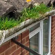 gutters fullof grass