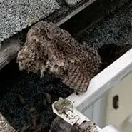 incects in gutters